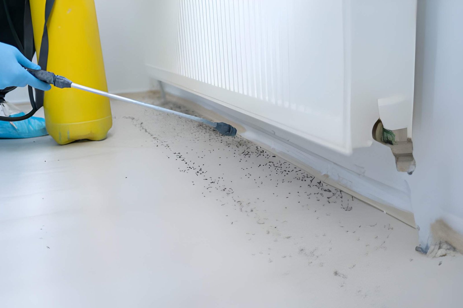 Termite Control
